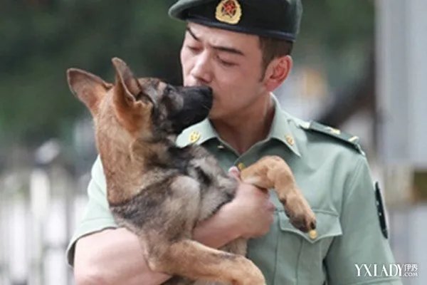 电视剧神犬奇兵结局步枪死了吗？分析神犬们的命运