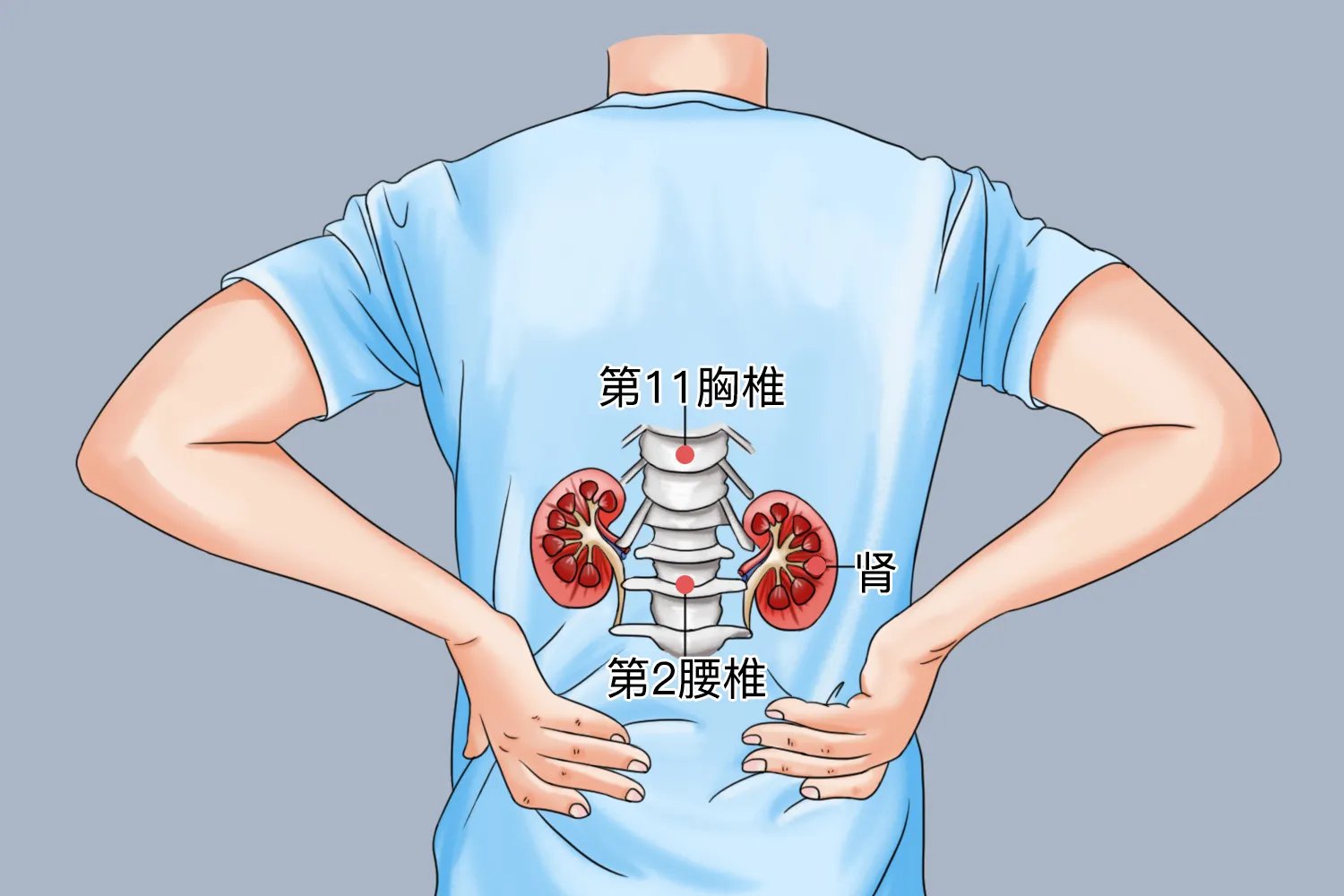 肾区位置图
