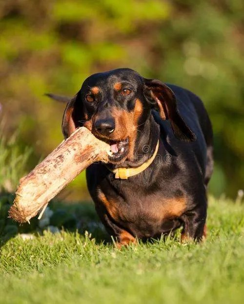 十大名犬分别是哪些品种的?