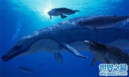 伊西斯龙王鲸是一种远古生物,曾是海洋中的霸主