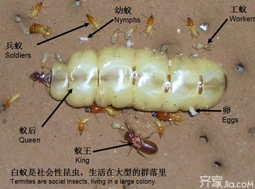 白蚁的危害 “千里之堤,溃于蚁穴”