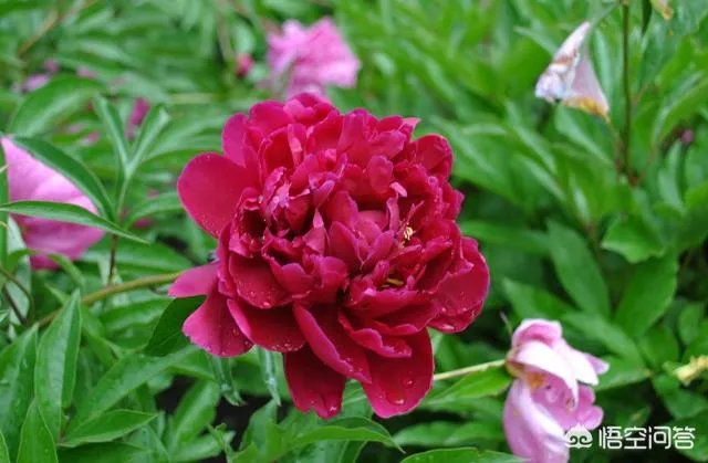 芍药春天怎么养?