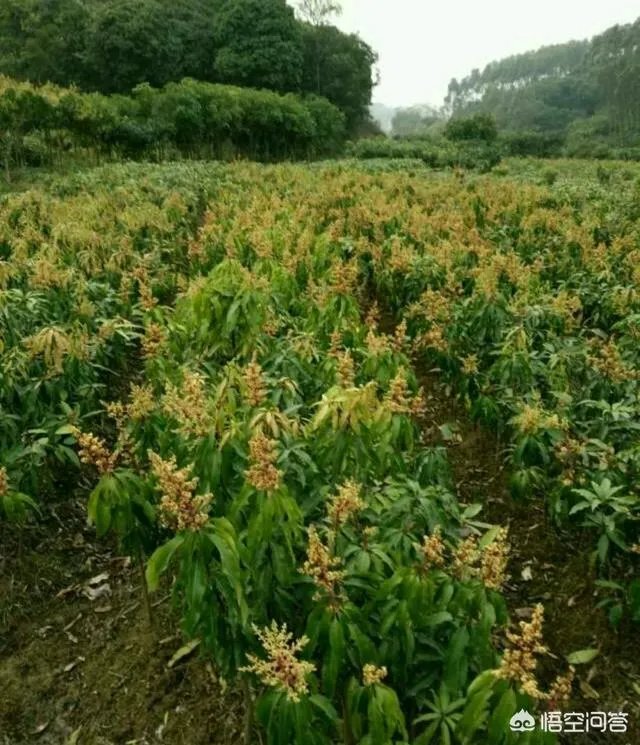 芒果是如何进行种植的?怎样用种子来育苗?