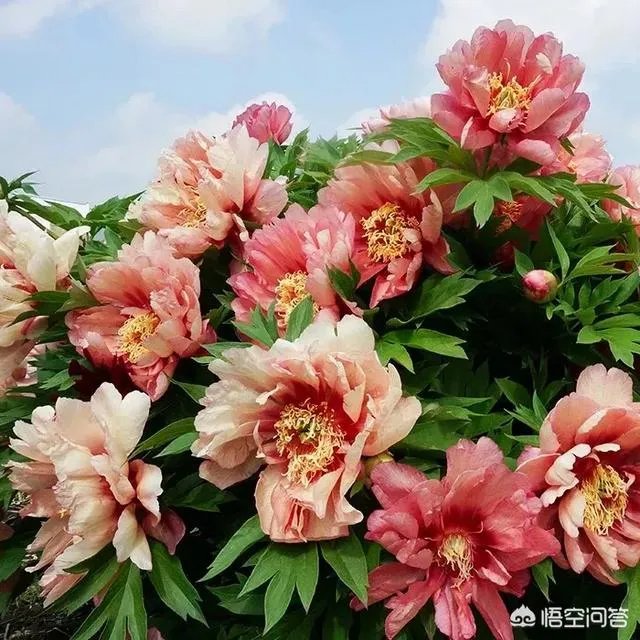 芍药春天怎么养?