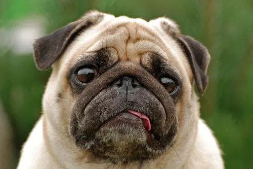十大名犬分别是哪些品种的?