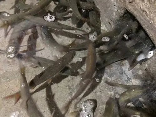农户挖出神秘鱼泉一夜暴富   百年不遇的鱼泉引人入胜！