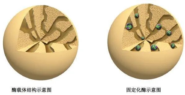 固定化酶的优点