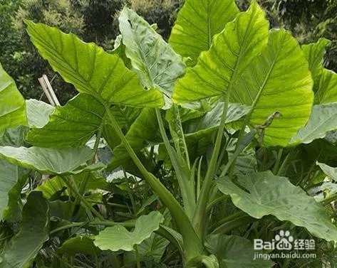 霸王芋