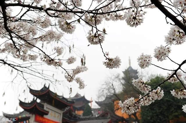 南京鸡鸣寺的樱花什么季节开?
