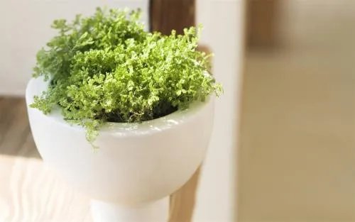 甲醛除味的方法有那些 5种常用的消除甲醛方法介绍