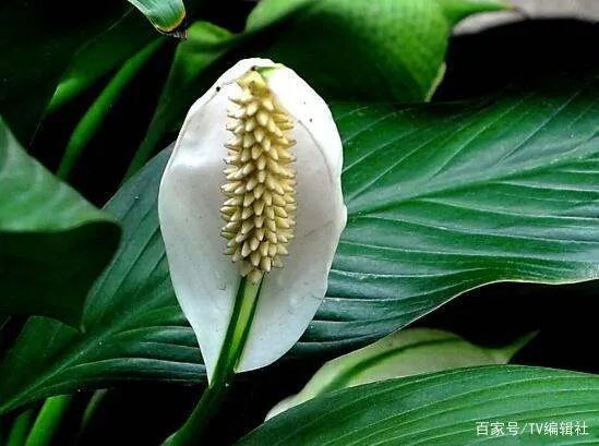 一帆风顺的叶子发黄怎么办呢?