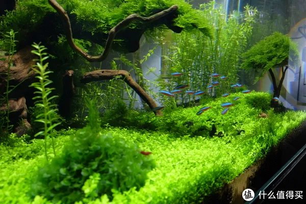 造景 篇一:小白也能玩草缸—聊一聊我的水草缸造景历程