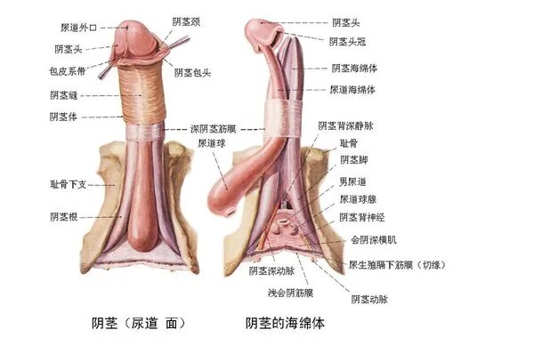 割包皮需要多少钱?
