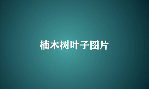 楠木树叶子图片