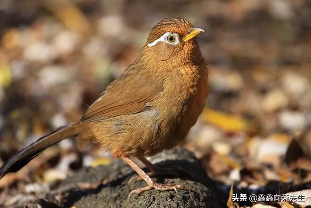 山东山上有野生的画眉吗？