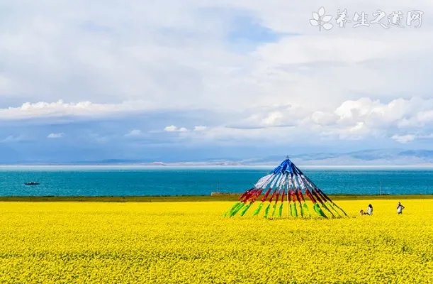 荆芥炭是什么