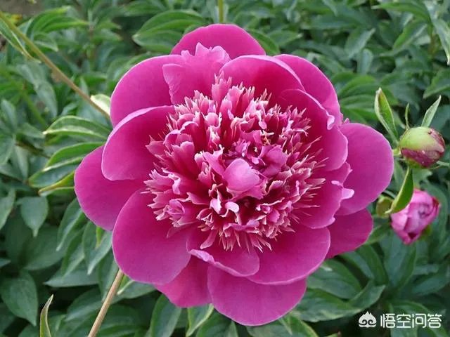 芍药春天怎么养?