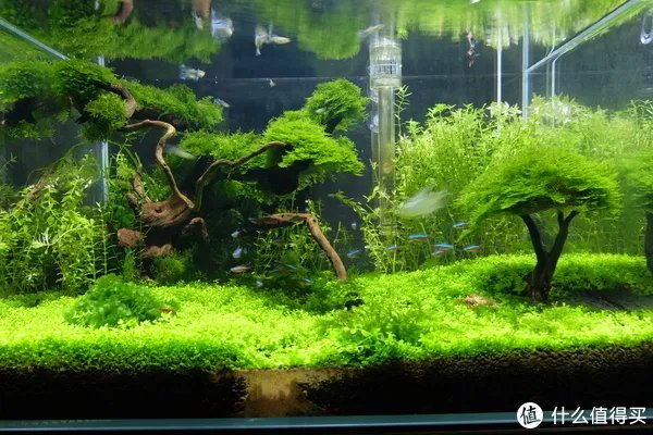 造景 篇一:小白也能玩草缸—聊一聊我的水草缸造景历程