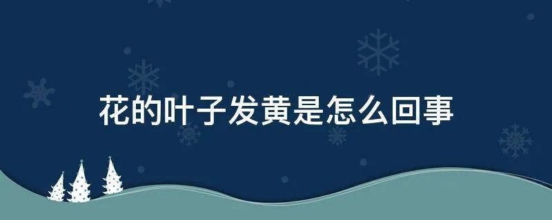 花的叶子发黄是怎么回事