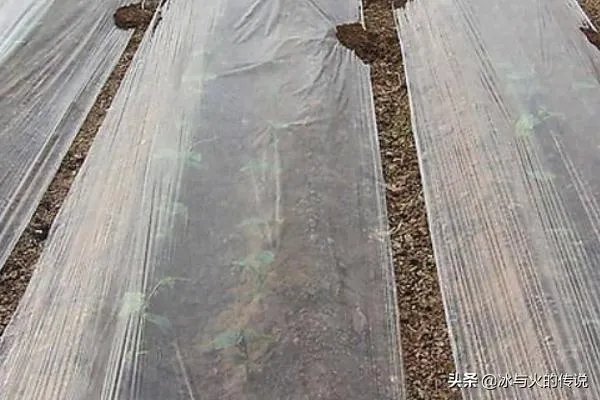 腊梅种子怎么种植?