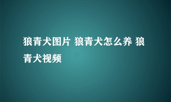 狼青犬图片 狼青犬怎么养 狼青犬视频