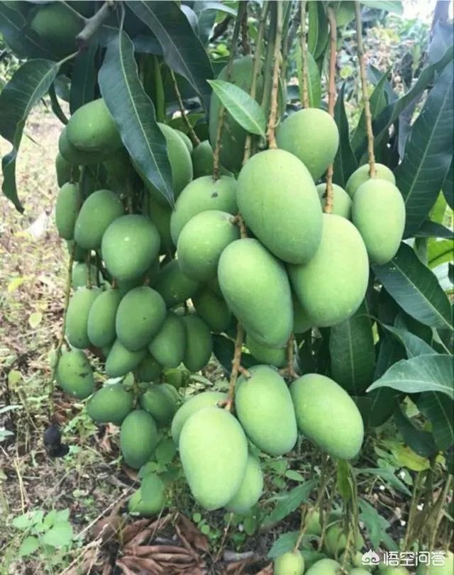 芒果是如何进行种植的?怎样用种子来育苗?