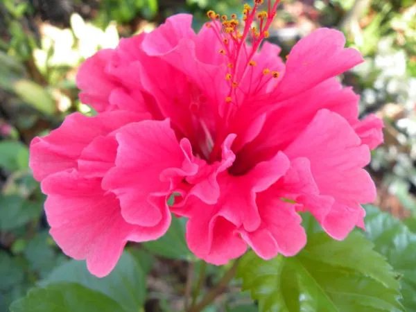 成都的市花