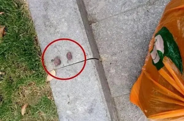牡丹江一小区11只宠物犬相继被毒死,系小区保安投毒,如何看待此事?