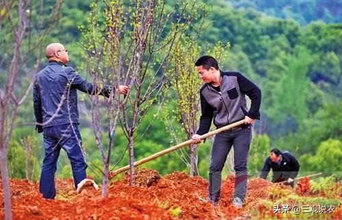 现在冬枣价格多少钱一斤？南方种植冬枣的前景如何？
