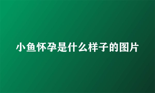 小鱼怀孕是什么样子的图片