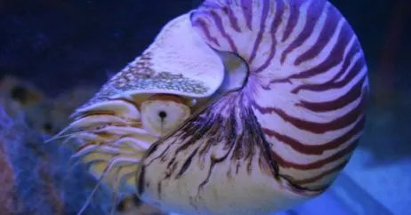 鹦鹉螺是鸟类吗?