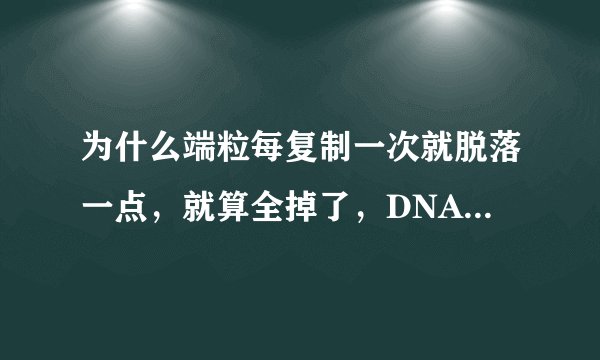 为什么端粒每复制一次就脱落一点，就算全掉了，DNA为什么就不能复制了