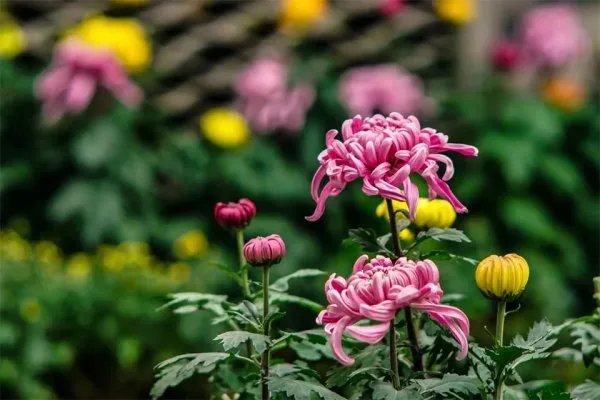菊花开过和没开过的区别 菊花开在什么季节