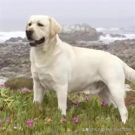 杜高与拉布拉多谁厉害?