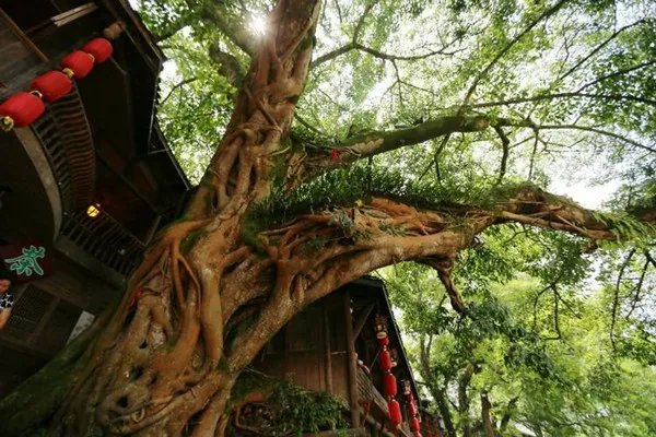 没有黄龙溪和洛带繁华,却是成都周边最美的古镇,这是为何?