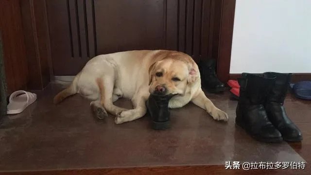 杜高与拉布拉多谁厉害?
