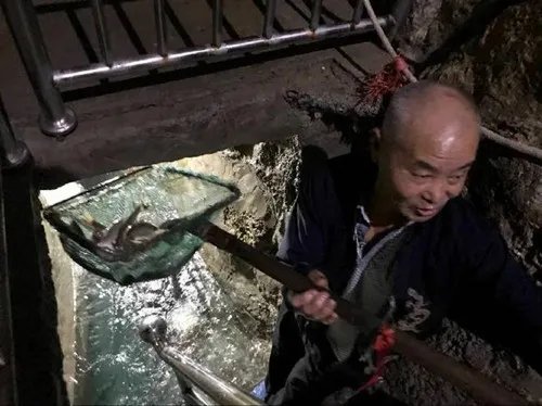 农户挖出神秘鱼泉一夜暴富   百年不遇的鱼泉引人入胜！