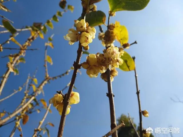 过年是否就是一家人团团圆圆在一起呢?