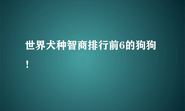 世界犬种智商排行前6的狗狗！