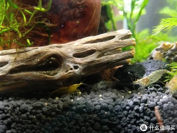 造景 篇一:小白也能玩草缸—聊一聊我的水草缸造景历程