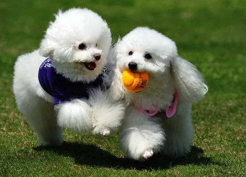 十大名犬分别是哪些品种的?
