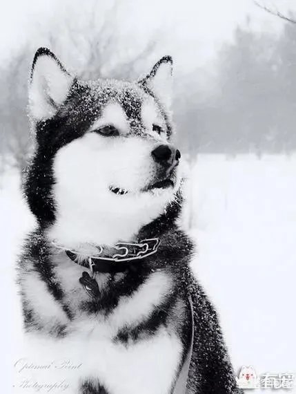 西安哪里赏雪景比较好?