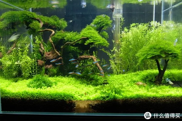 造景 篇一:小白也能玩草缸—聊一聊我的水草缸造景历程
