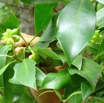 谁有中草药名称和图片大全