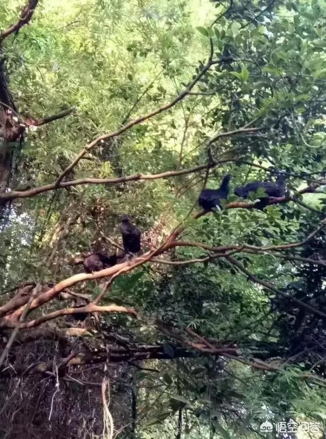 养绿壳蛋鸡有前景吗？有什么好建议？