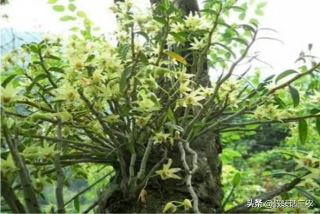 石斛的种植技术各位听说过没?
