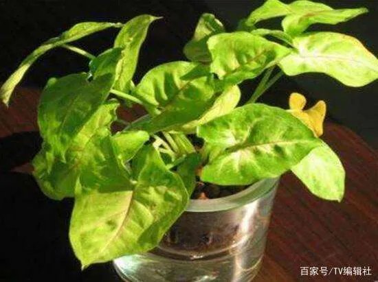 一帆风顺的叶子发黄怎么办呢?