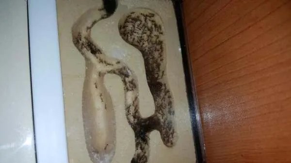 蚂蚁窝的图片