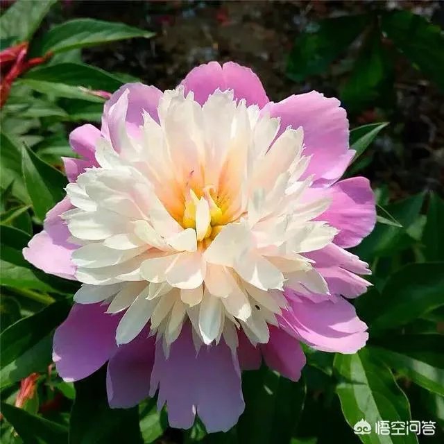 芍药春天怎么养?