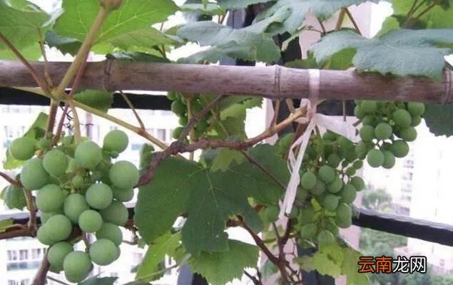 怎样种葡萄视频教程 种植方法 家庭怎么种盆栽葡萄